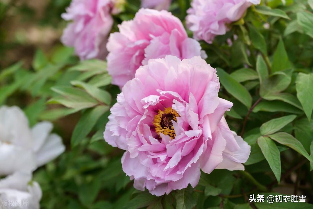 牡丹花经典诗词有哪些（晚春牡丹花美诗9首推荐）