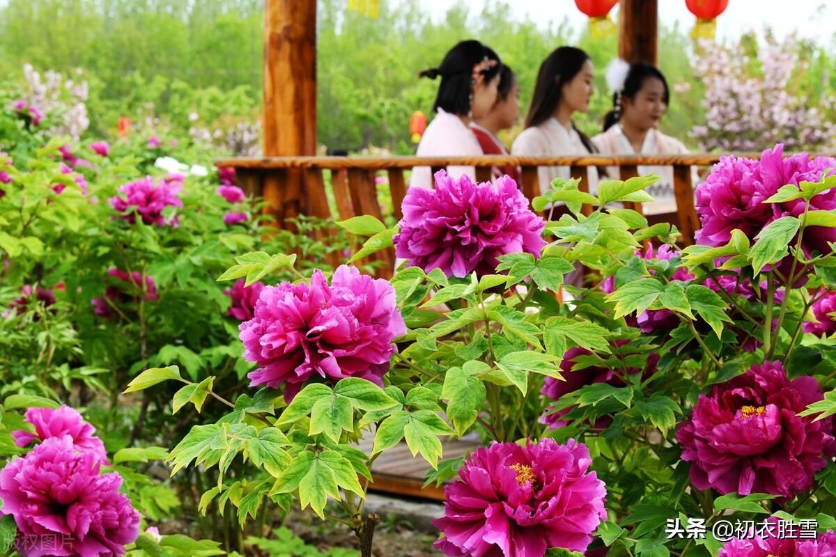 牡丹花经典诗词有哪些（晚春牡丹花美诗9首推荐）