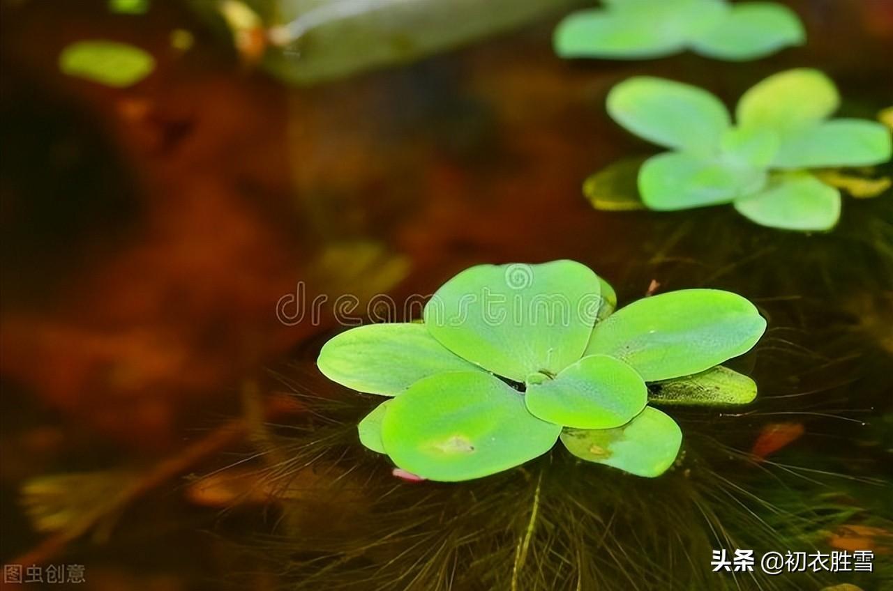 浮萍经典诗词有哪些（浮萍古诗十一首赏析）