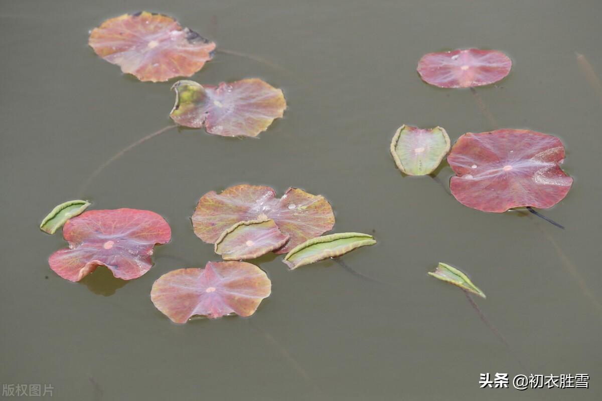 荷叶经典诗词有哪些（晚春清新荷叶美诗五首）