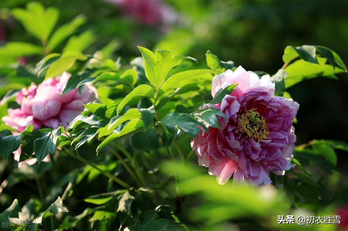 赞美牡丹花诗句（谷雨节气花信之牡丹花六首）