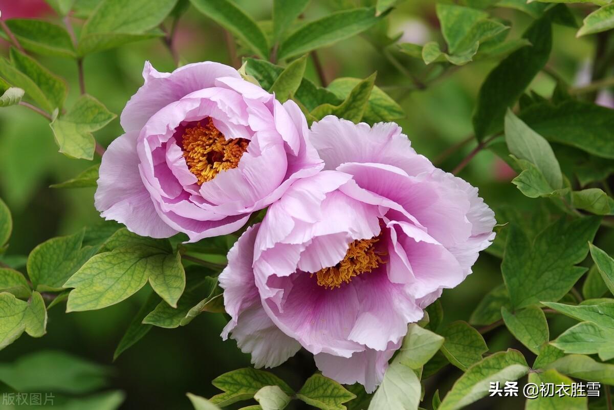 赞美牡丹花诗句（谷雨节气花信之牡丹花六首）