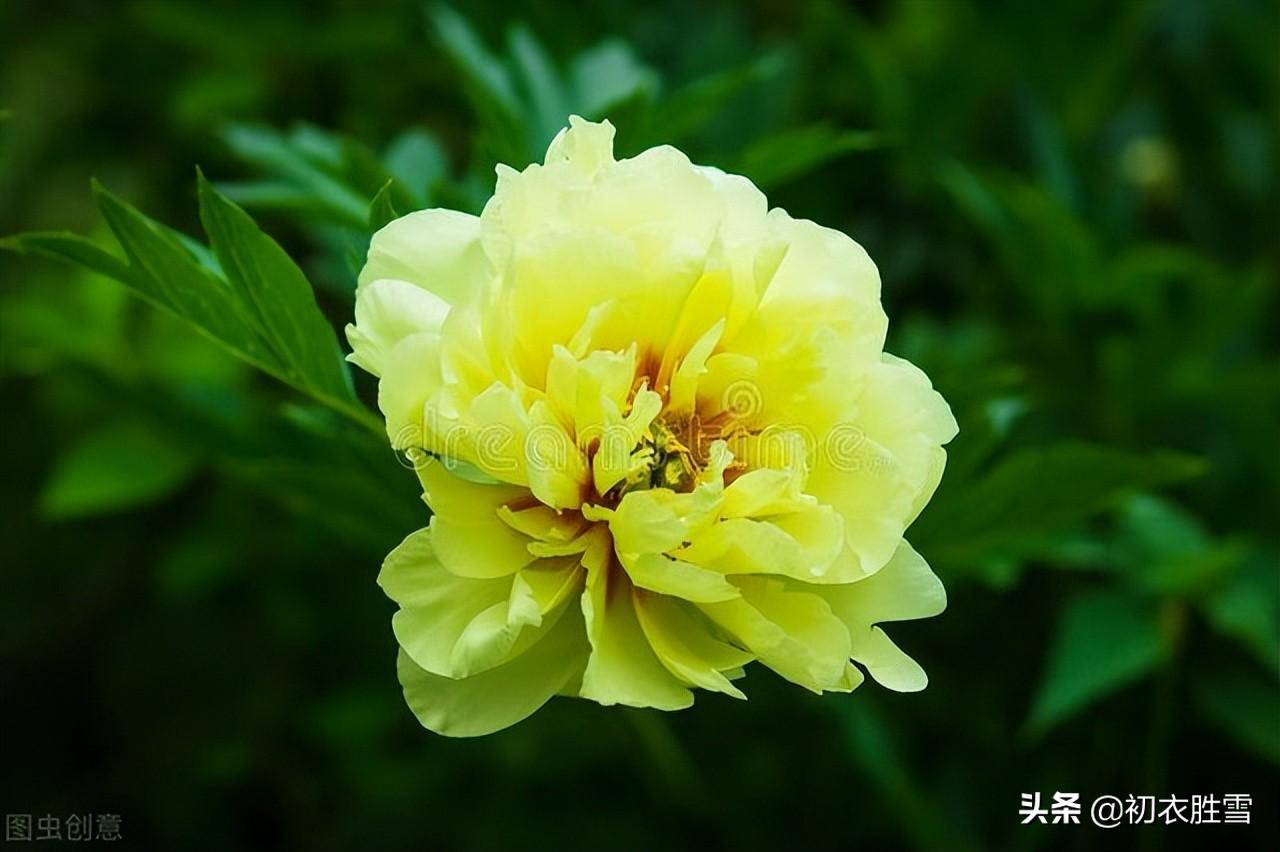 赞美牡丹花诗句（谷雨节气花信之牡丹花六首）