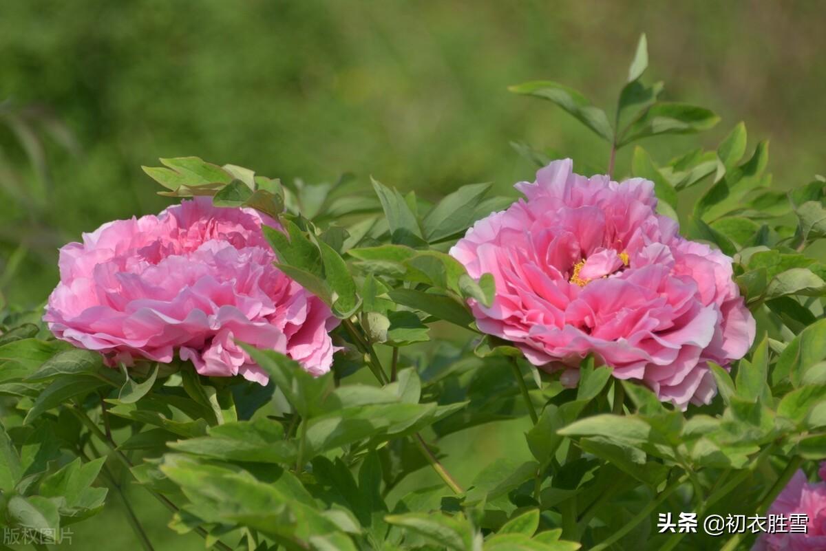 赞美牡丹花诗句（谷雨节气花信之牡丹花六首）