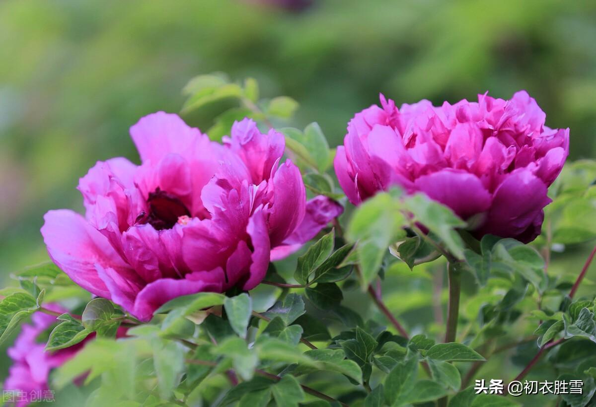 赞美牡丹花诗句（谷雨节气花信之牡丹花六首）