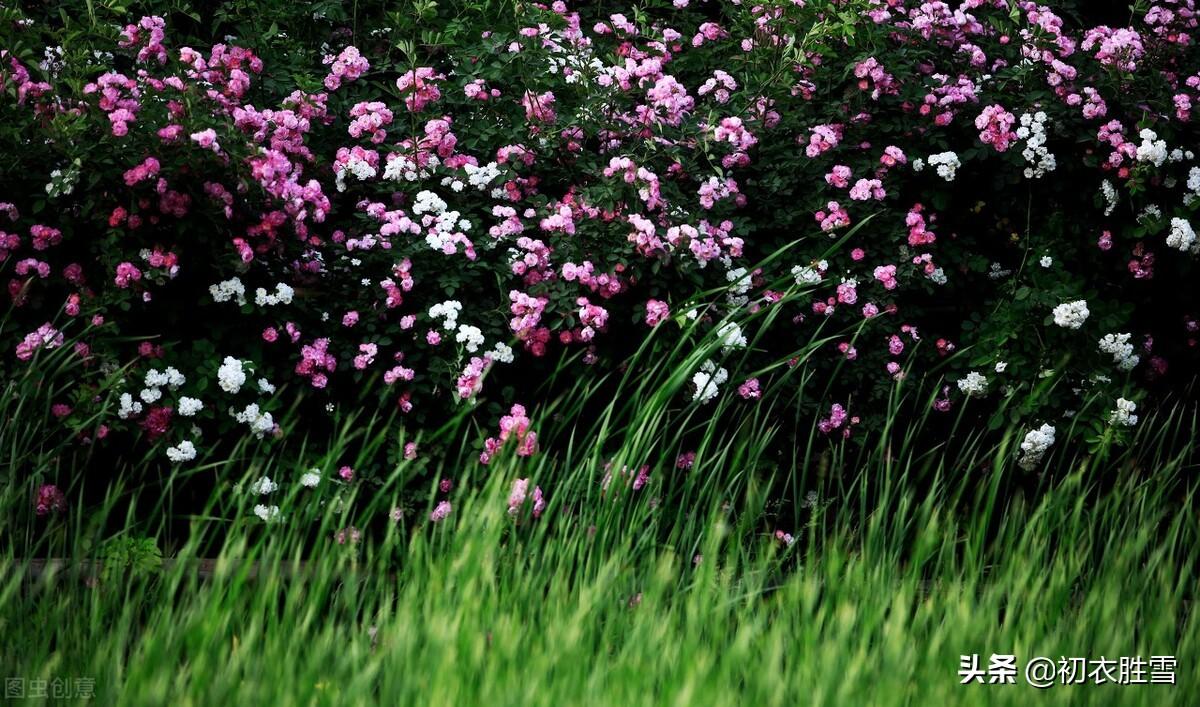 芳草经典诗词精选（晚春芳草古诗八首）