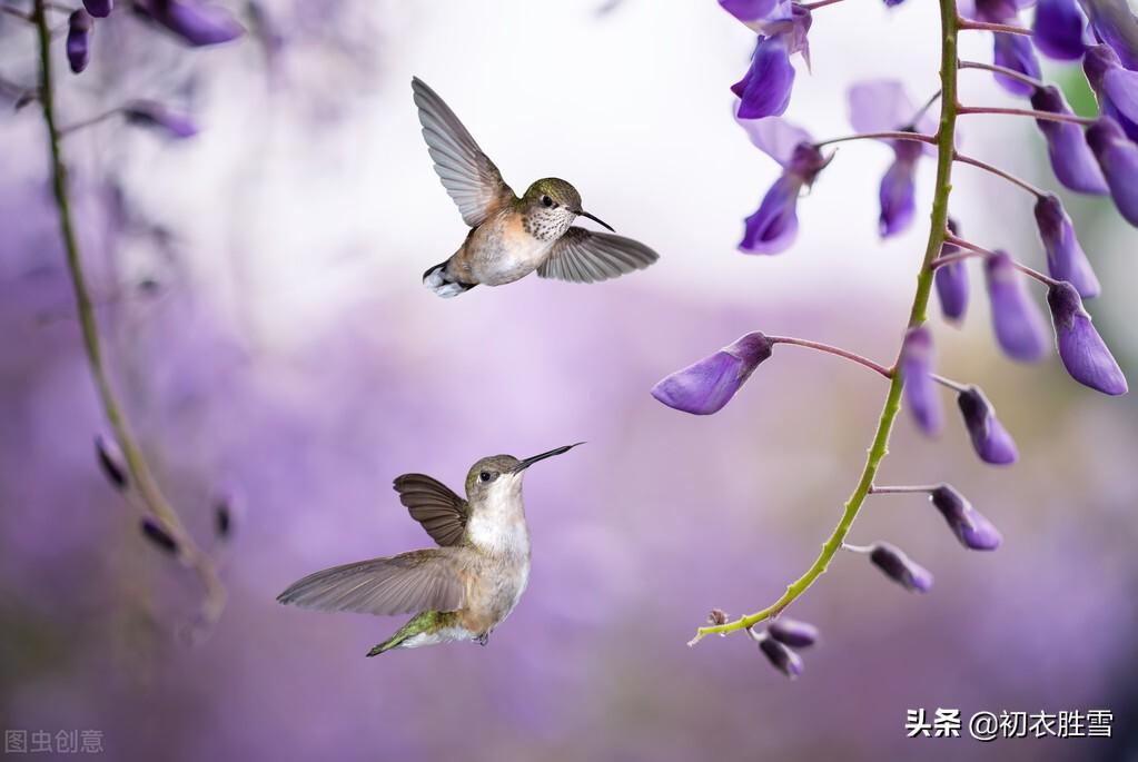 紫藤花经典诗词有哪些（晚春紫藤花唯美唐诗四首）