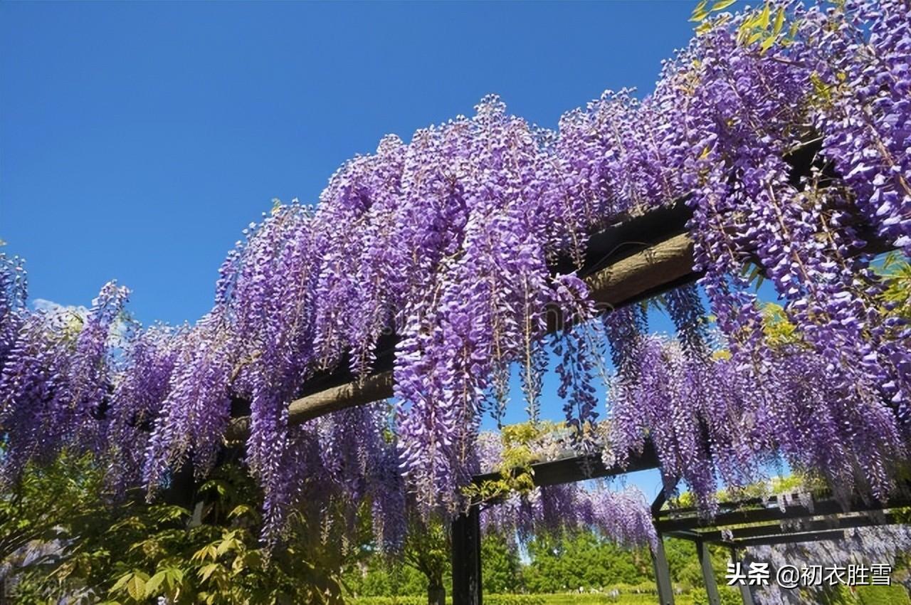 紫藤花经典诗词有哪些（晚春紫藤花唯美唐诗四首）