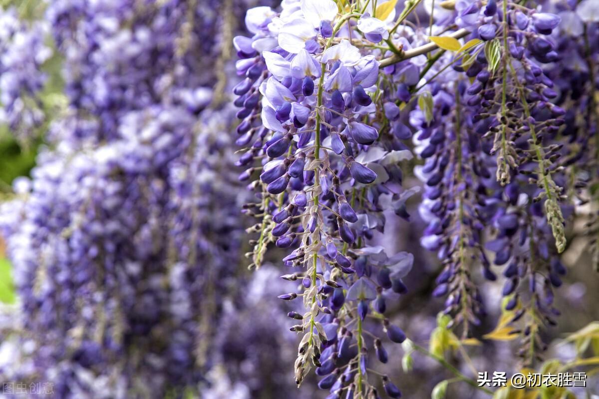 紫藤花经典诗词有哪些（晚春紫藤花唯美唐诗四首）