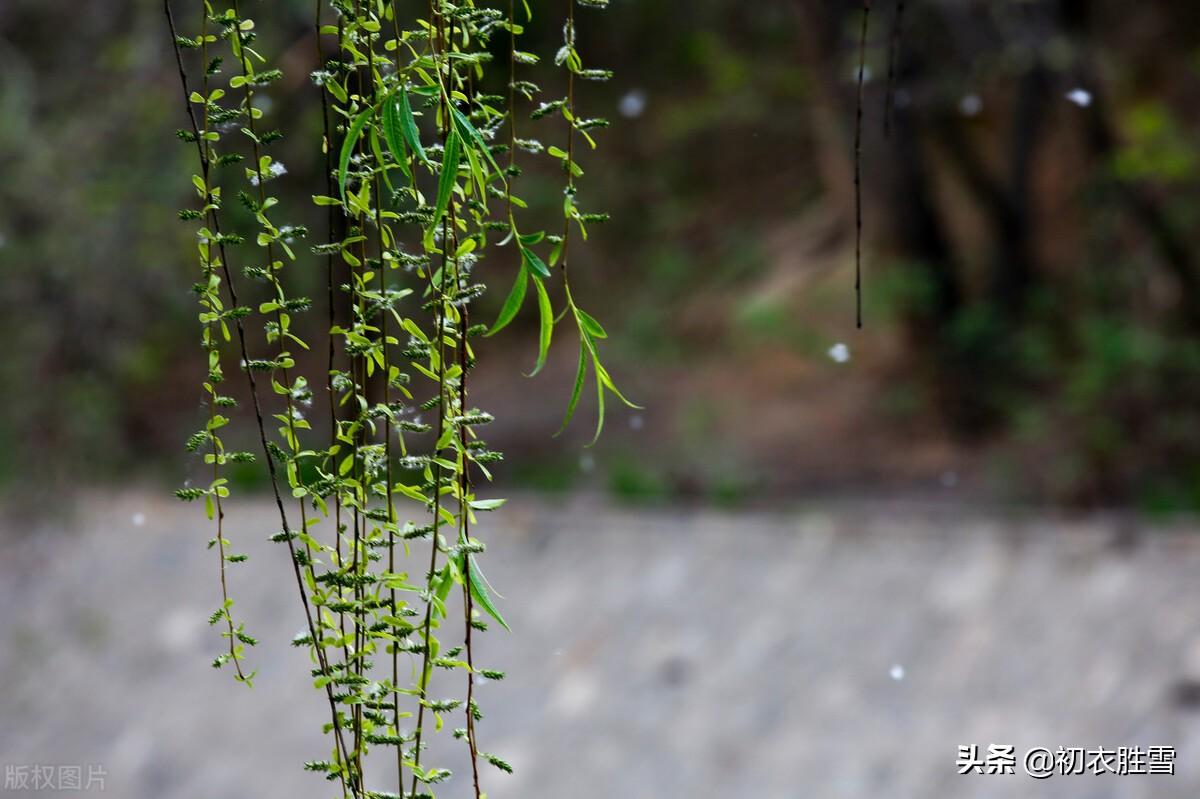 晚春经典诗词鉴赏（晏几道晚春情词三首）