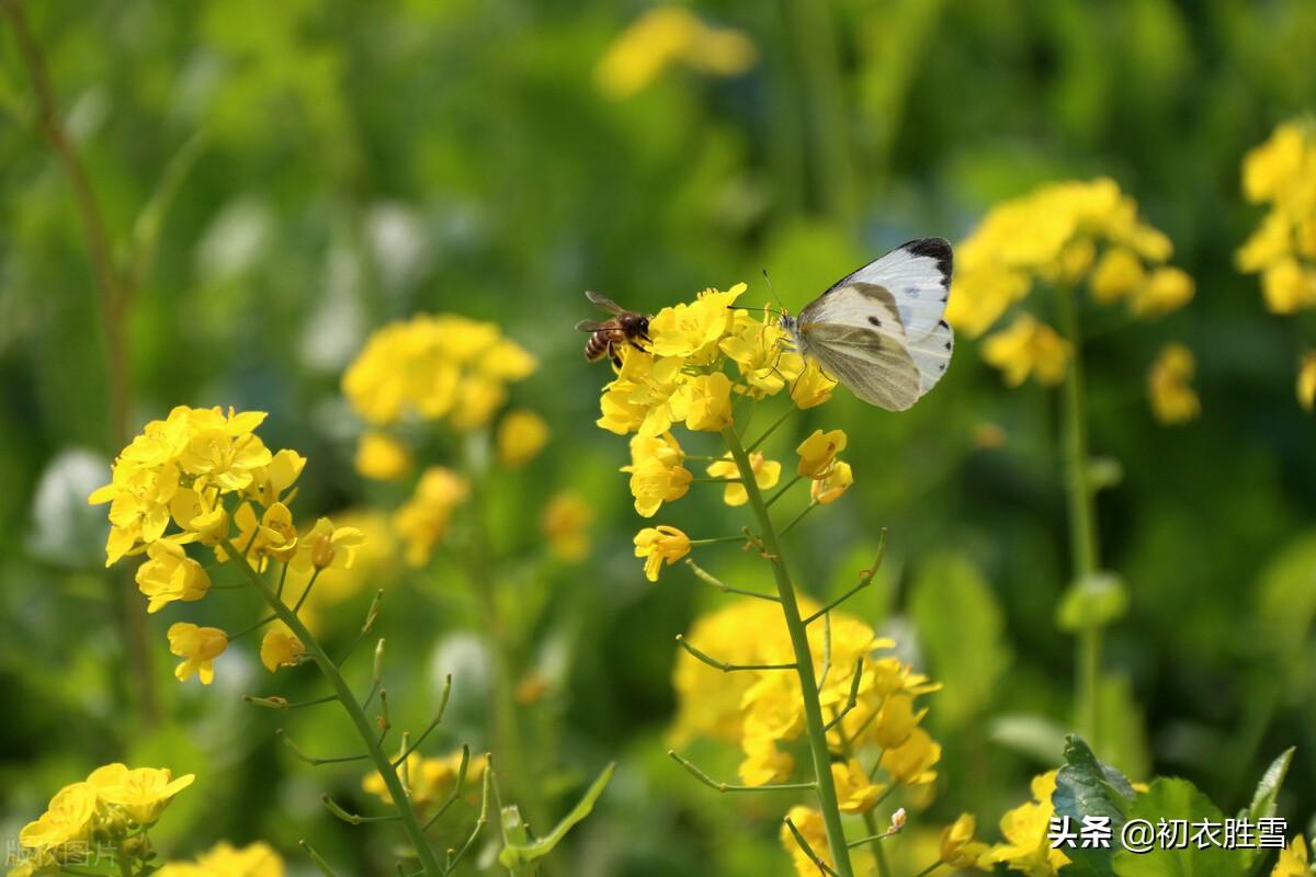 菜花经典诗词有哪些（晚春菜花美诗八首）