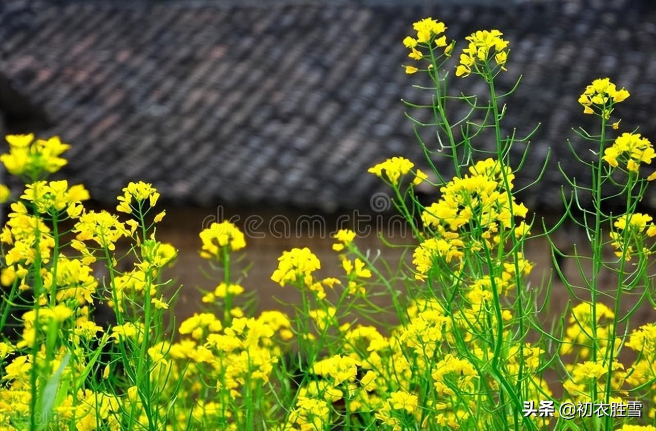 菜花经典诗词有哪些（晚春菜花美诗八首）