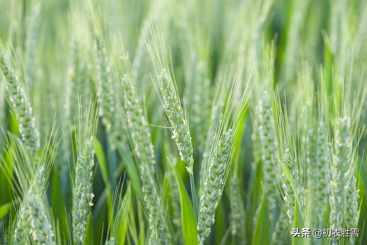 麦花经典诗词有哪些（晚春花信之麦花诗词八首）