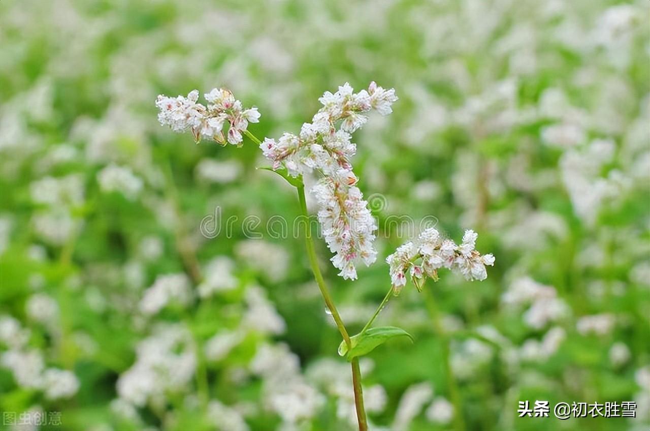 麦花经典诗词有哪些（晚春花信之麦花诗词八首）