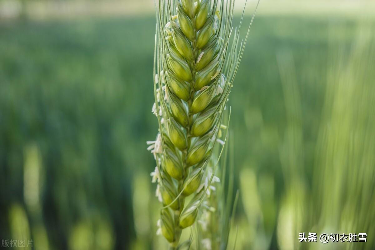 麦花经典诗词有哪些（晚春花信之麦花诗词八首）