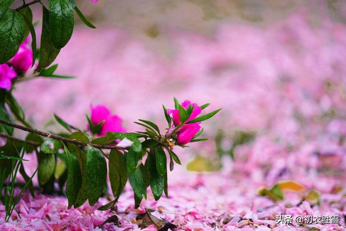 落花的经典古诗词（盛唐李白仙意落花五首）