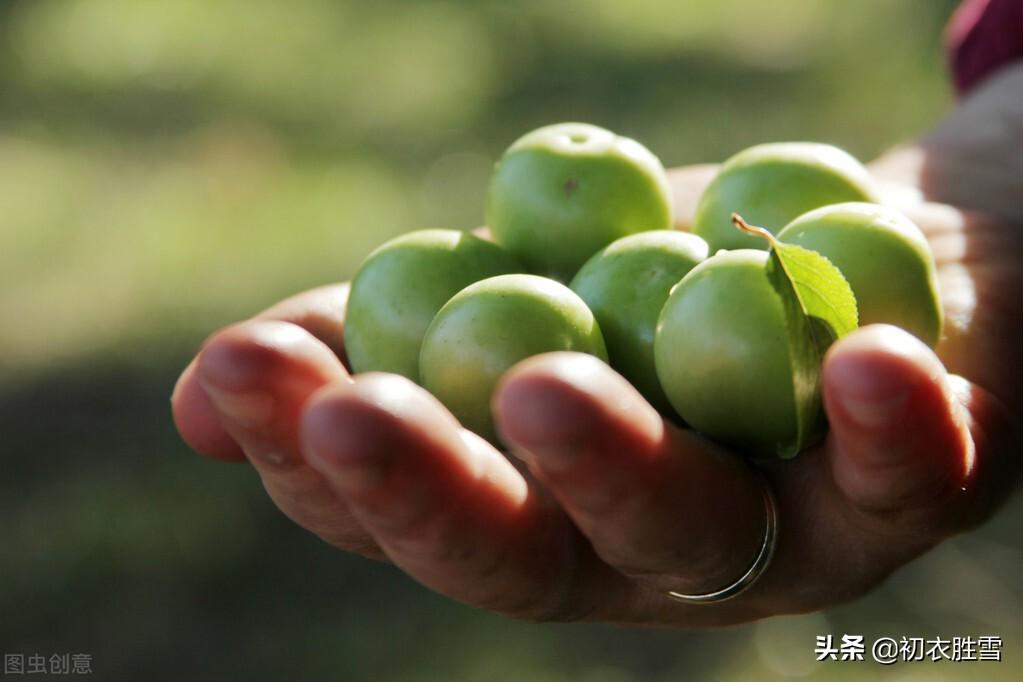 青梅经典诗词有哪些（晚春清丽青梅诗词五首）