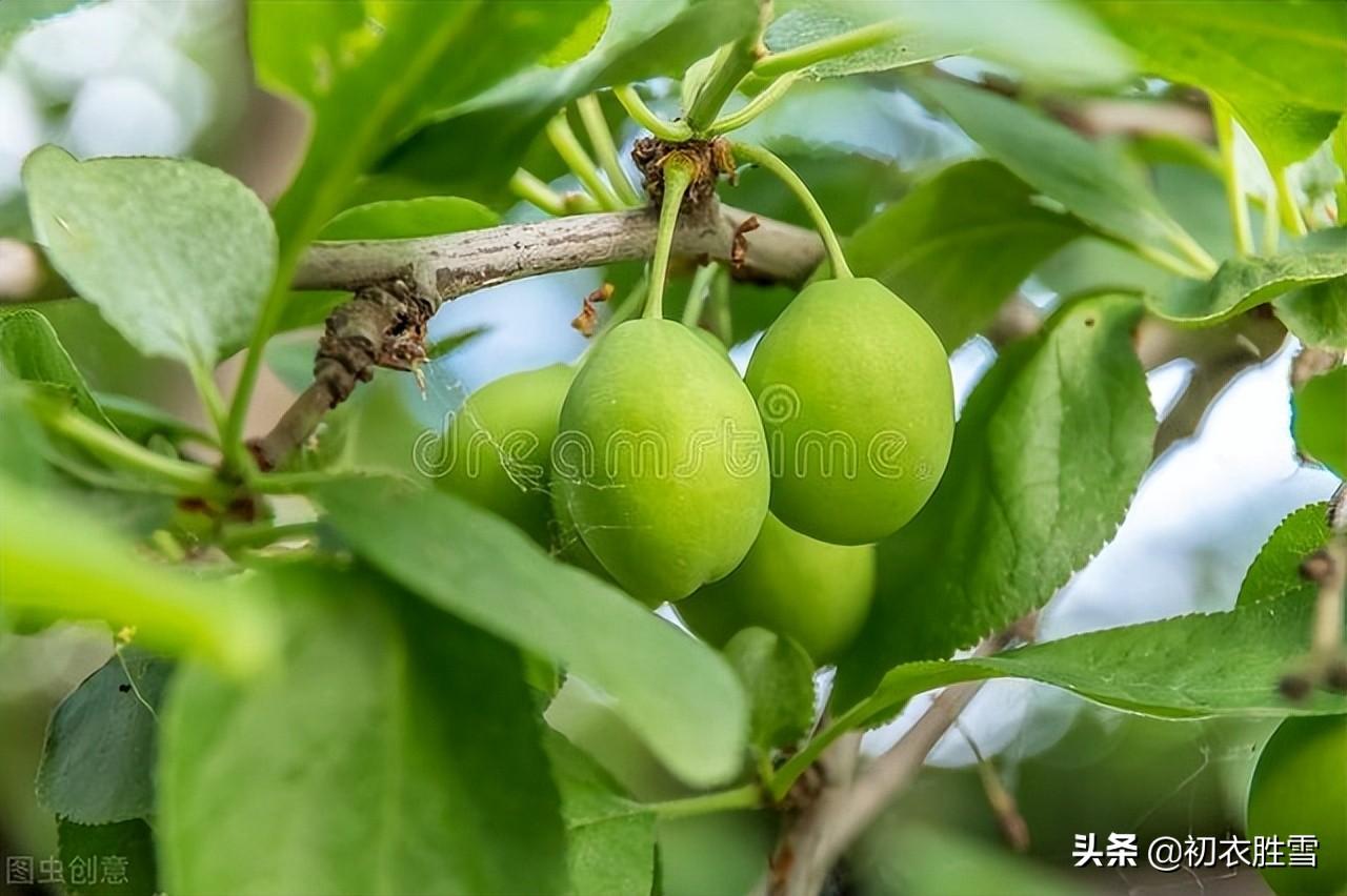 青梅经典诗词有哪些（晚春清丽青梅诗词五首）