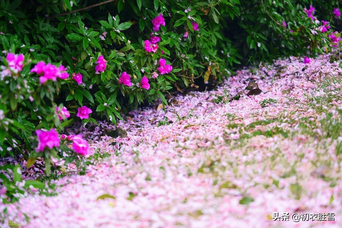 纳兰性德《拟古》落花两首：莺啼花乱落，风吹成锦茵