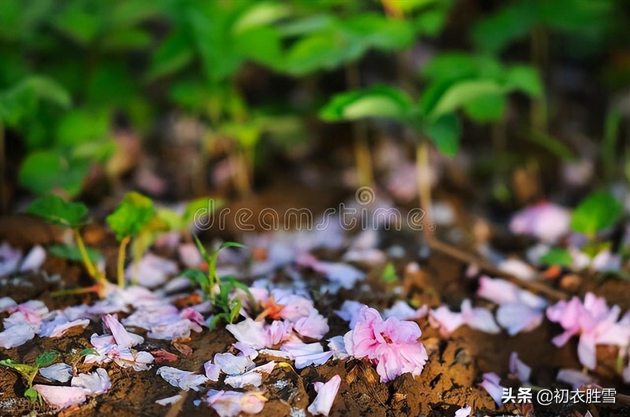 纳兰性德《拟古》落花两首：莺啼花乱落，风吹成锦茵