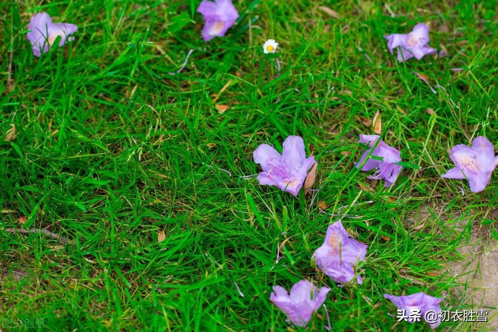 纳兰性德《拟古》落花两首：莺啼花乱落，风吹成锦茵