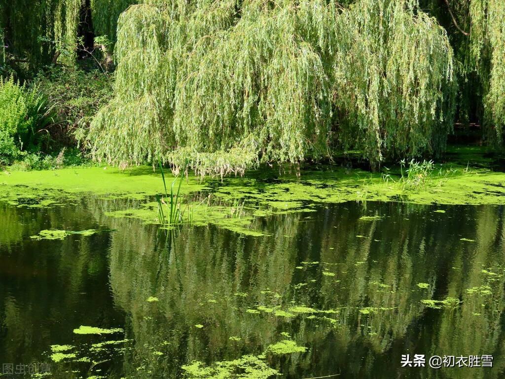 柳絮经典诗词鉴赏（晚春柳絮诗词五首）