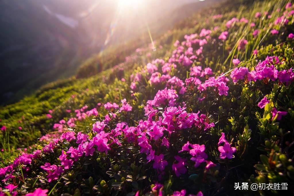 赞美杜鹃花的古诗大全（晚春杜鹃花美诗六首）