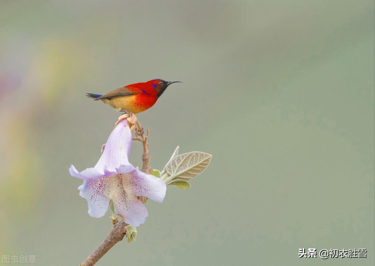 晚春桐花凤美诗六首（幺凤桐花白日飞，雏凤清于老凤声）