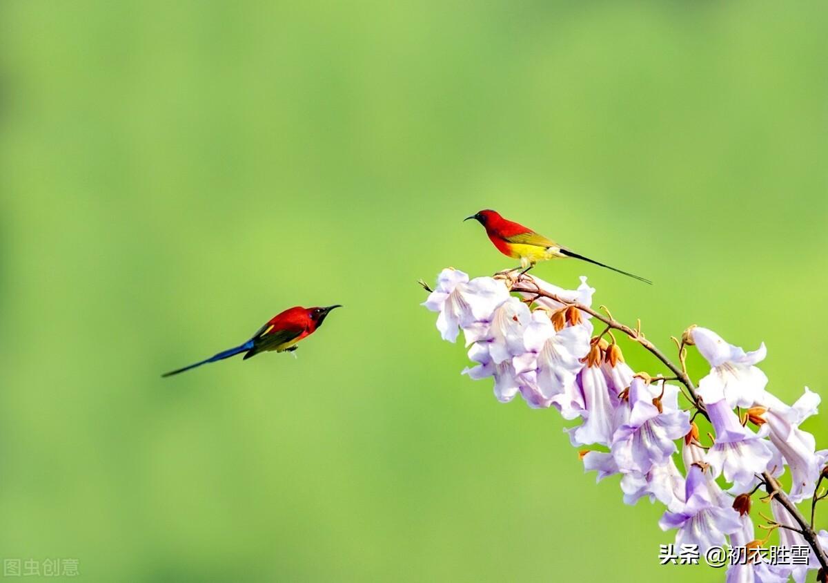 晚春桐花凤美诗六首（幺凤桐花白日飞，雏凤清于老凤声）