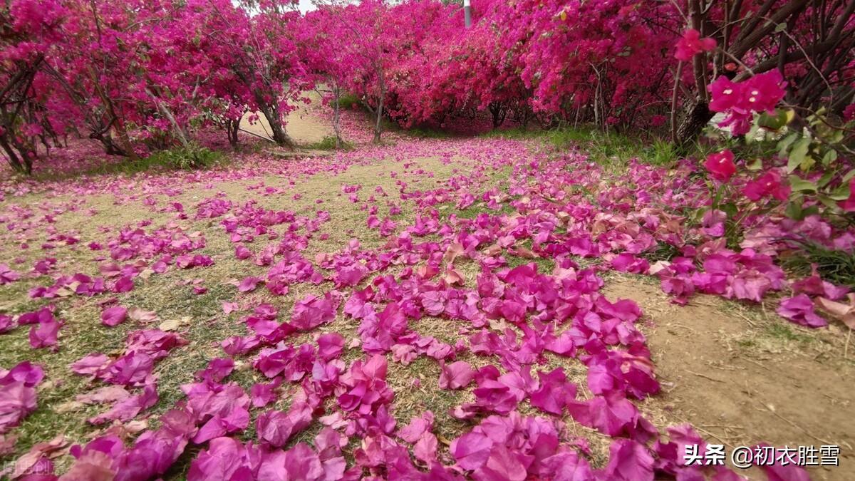 落花古诗词名句（暮春落花绝句五首赏读）