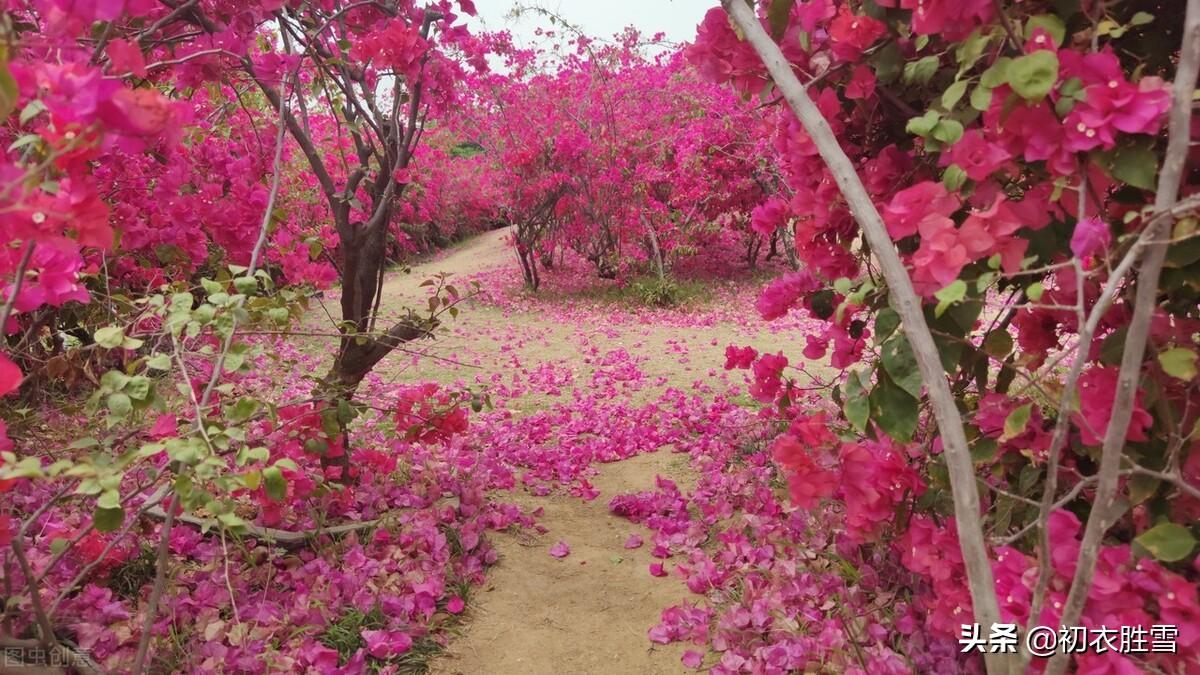 落花古诗词名句（暮春落花绝句五首赏读）