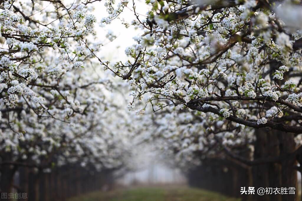 梨花古诗词绝句（清明节气梨花美诗六首）