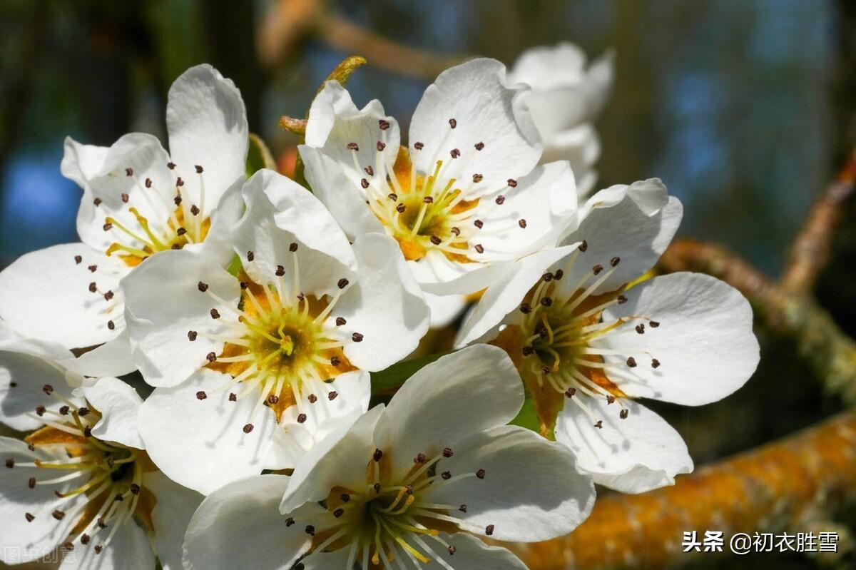 梨花古诗词绝句（清明节气梨花美诗六首）