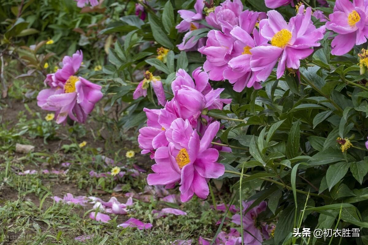 河水浮落花，为道长相忆（生命之感的落花美诗六首）