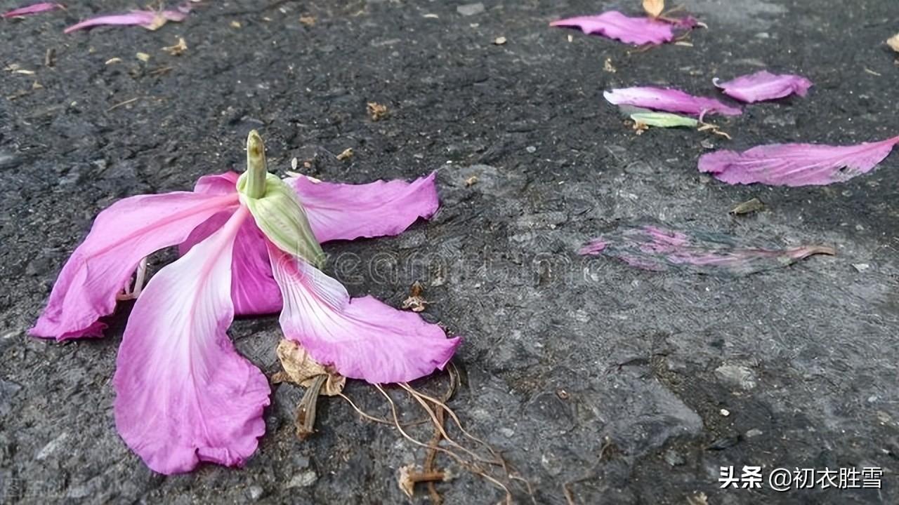 河水浮落花，为道长相忆（生命之感的落花美诗六首）