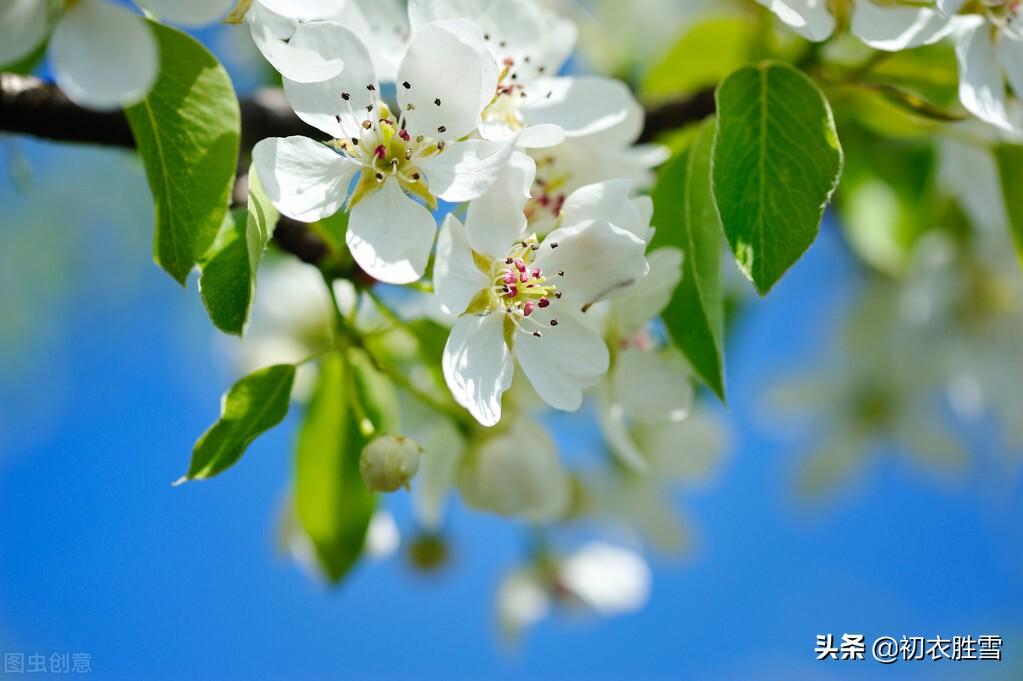 一树梨花一溪月，不知今夜属何人（仲春花信之梨花古诗八首）