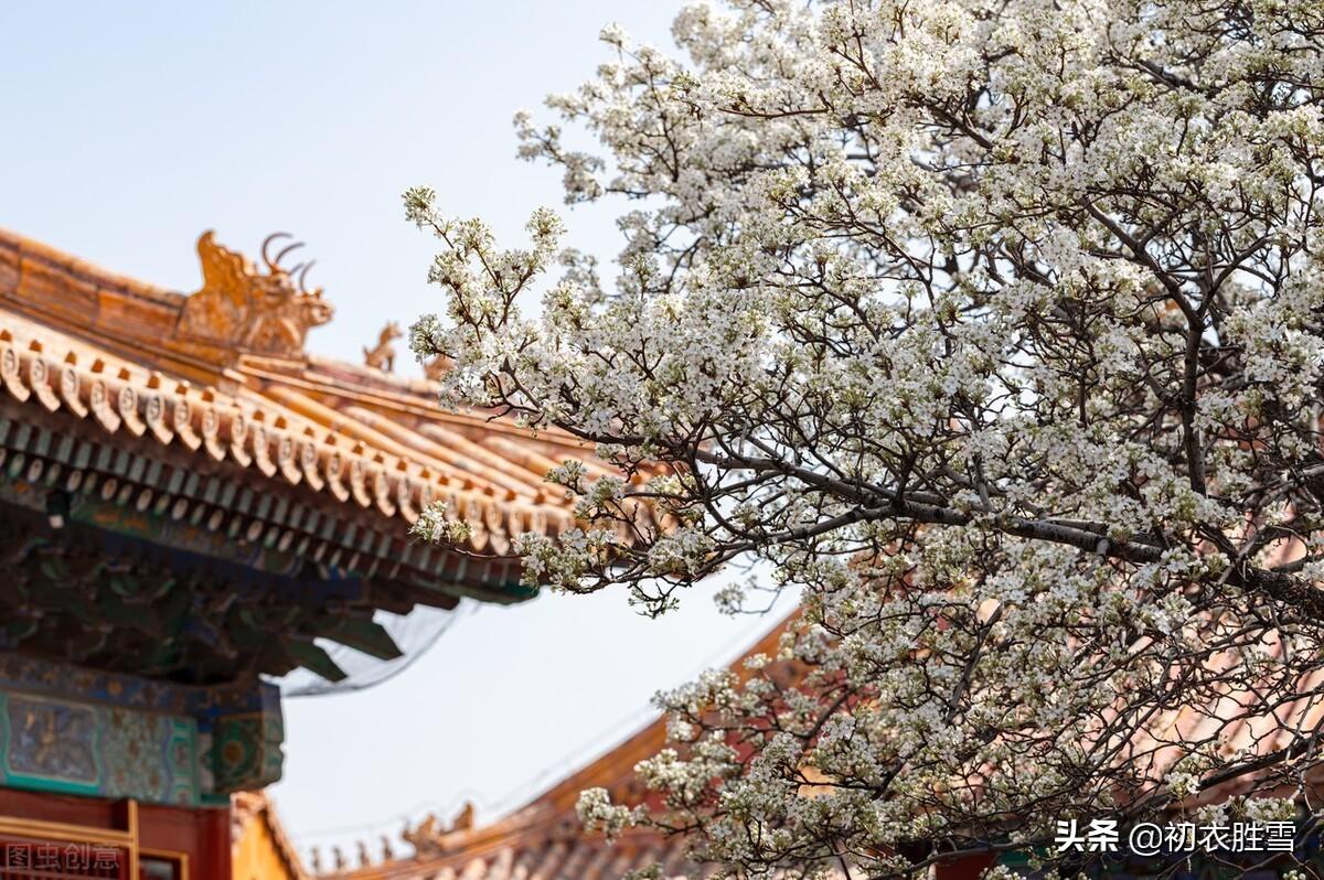 一树梨花一溪月，不知今夜属何人（仲春花信之梨花古诗八首）