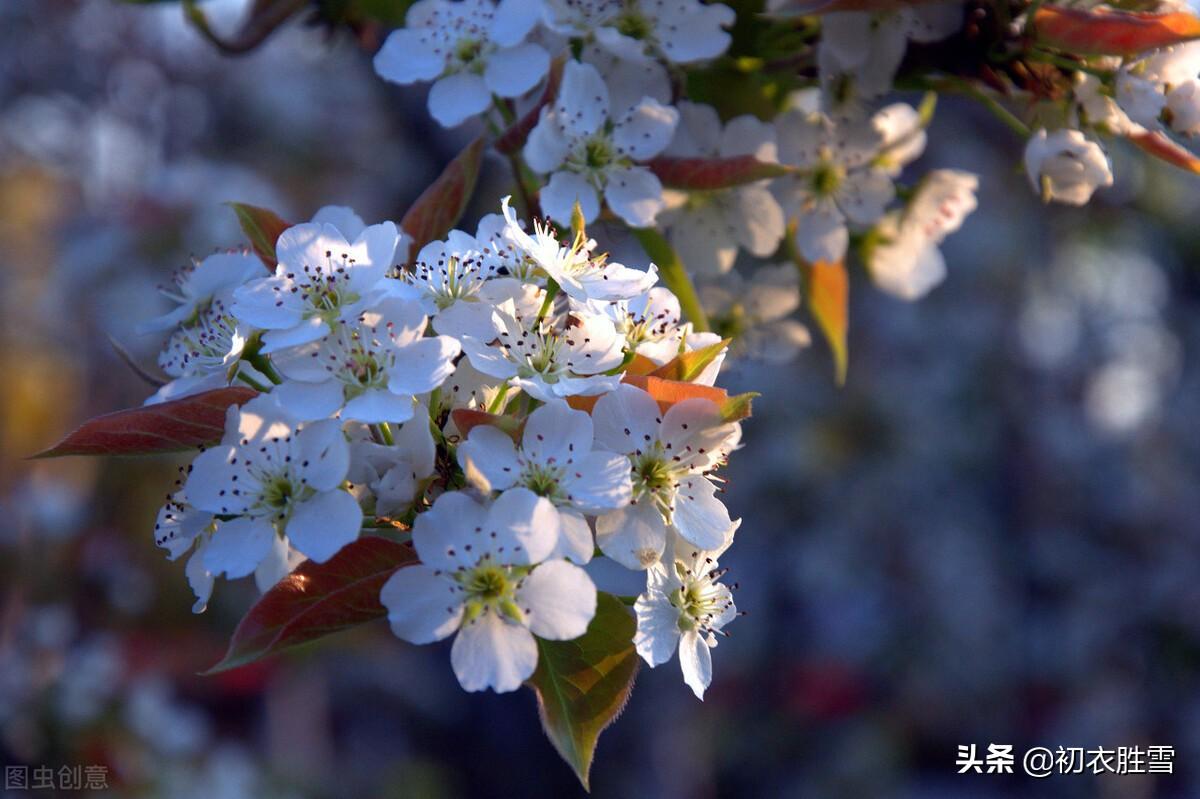 一树梨花一溪月，不知今夜属何人（仲春花信之梨花古诗八首）