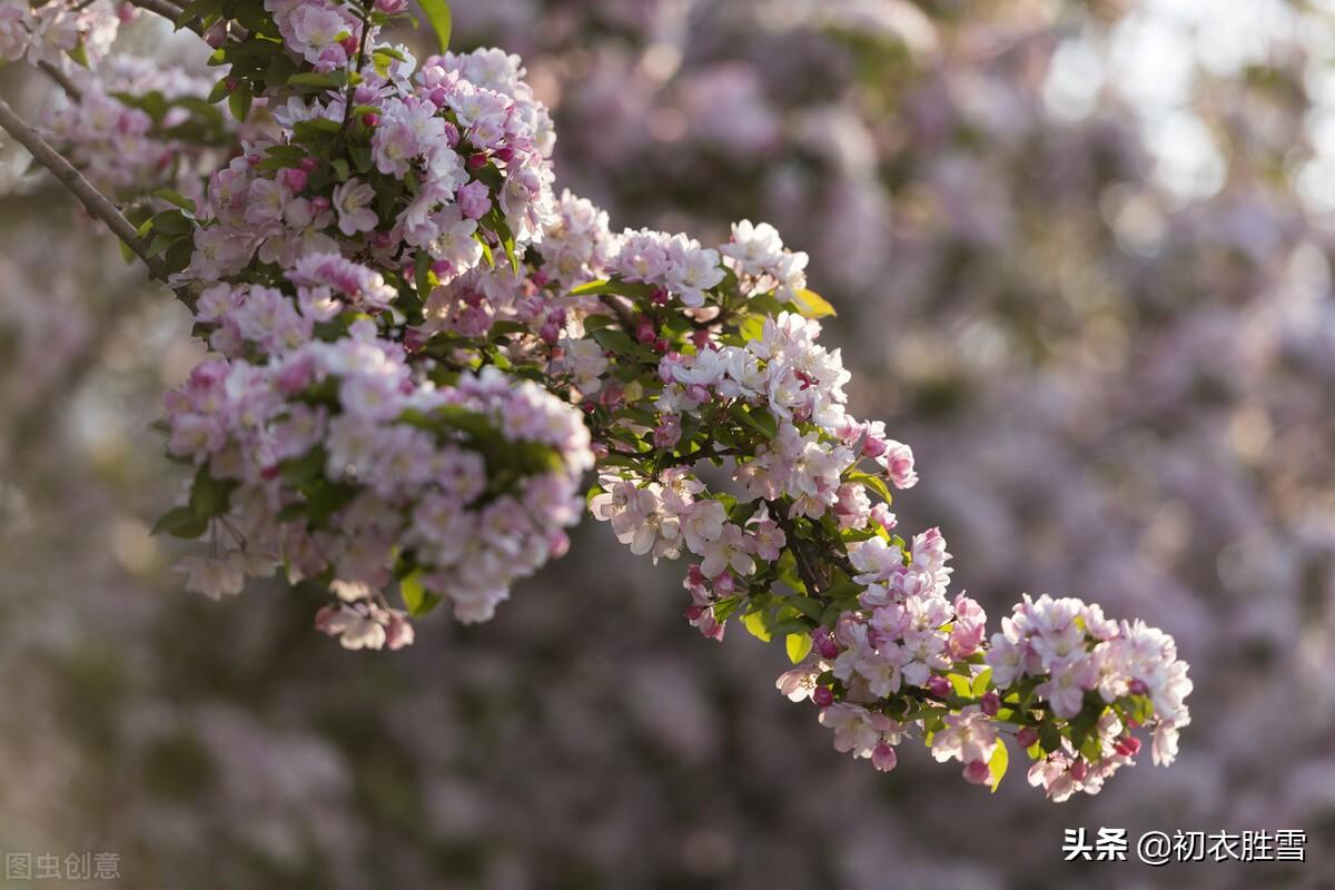 海棠古诗词鉴赏（晚唐郑谷海棠美诗四首）