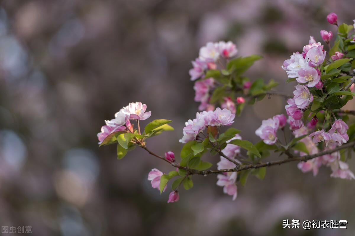 海棠古诗词鉴赏（晚唐郑谷海棠美诗四首）