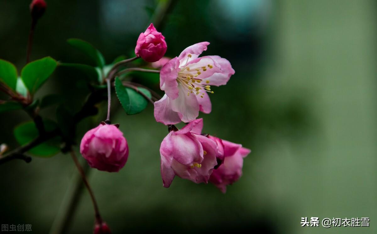 海棠古诗词鉴赏（晚唐郑谷海棠美诗四首）