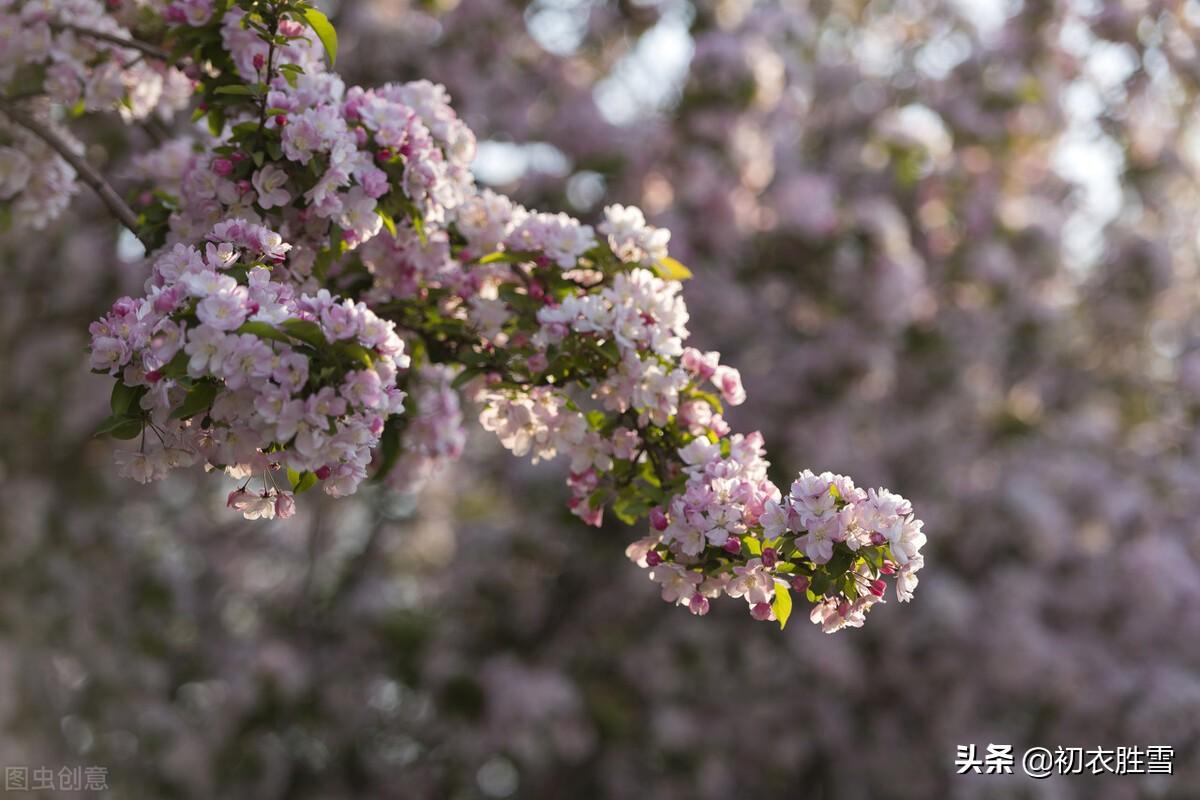 嫣然一笑竹篱间，海棠虽好不吟诗（苏轼海棠五首赏析）