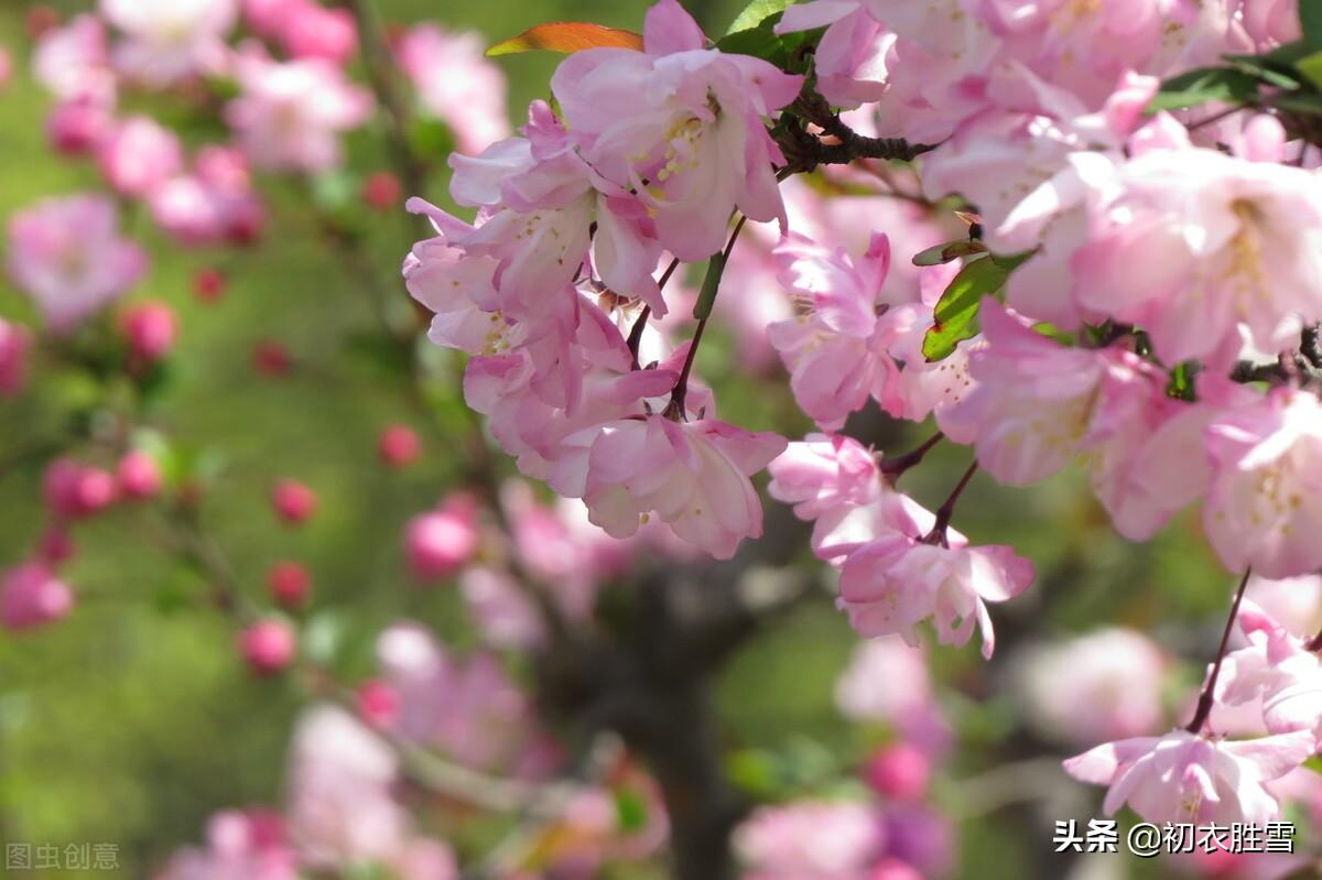 嫣然一笑竹篱间，海棠虽好不吟诗（苏轼海棠五首赏析）