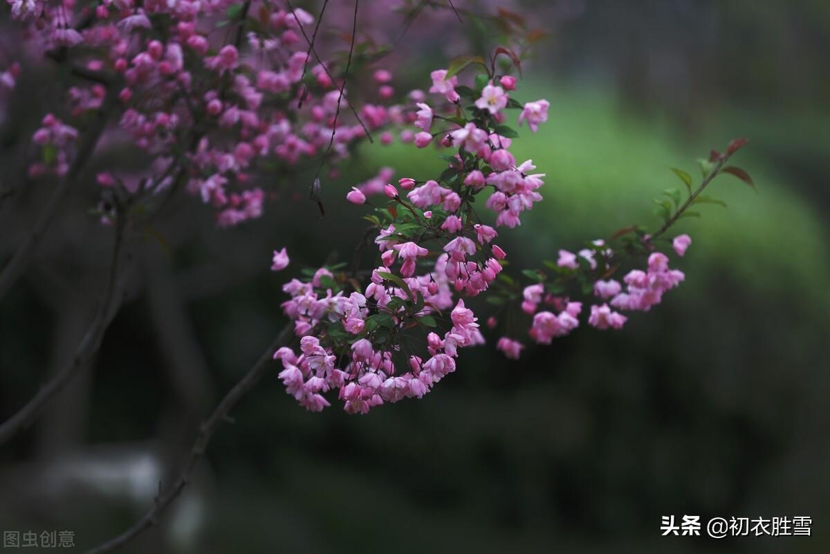 嫣然一笑竹篱间，海棠虽好不吟诗（苏轼海棠五首赏析）