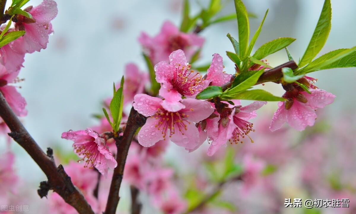 春分节气春雨美诗七首推荐（杏花淹宿雨，时雨及春分）