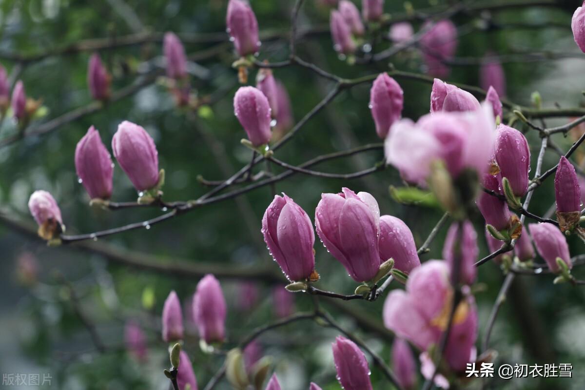 春分节气春雨美诗七首推荐（杏花淹宿雨，时雨及春分）