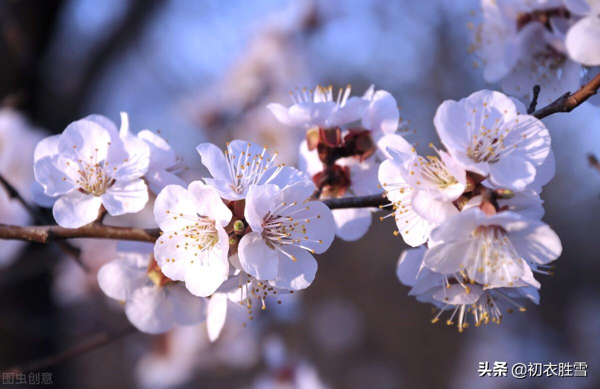 明丽春分节气美诗六首（好花方蓓蕾，春色正中分）