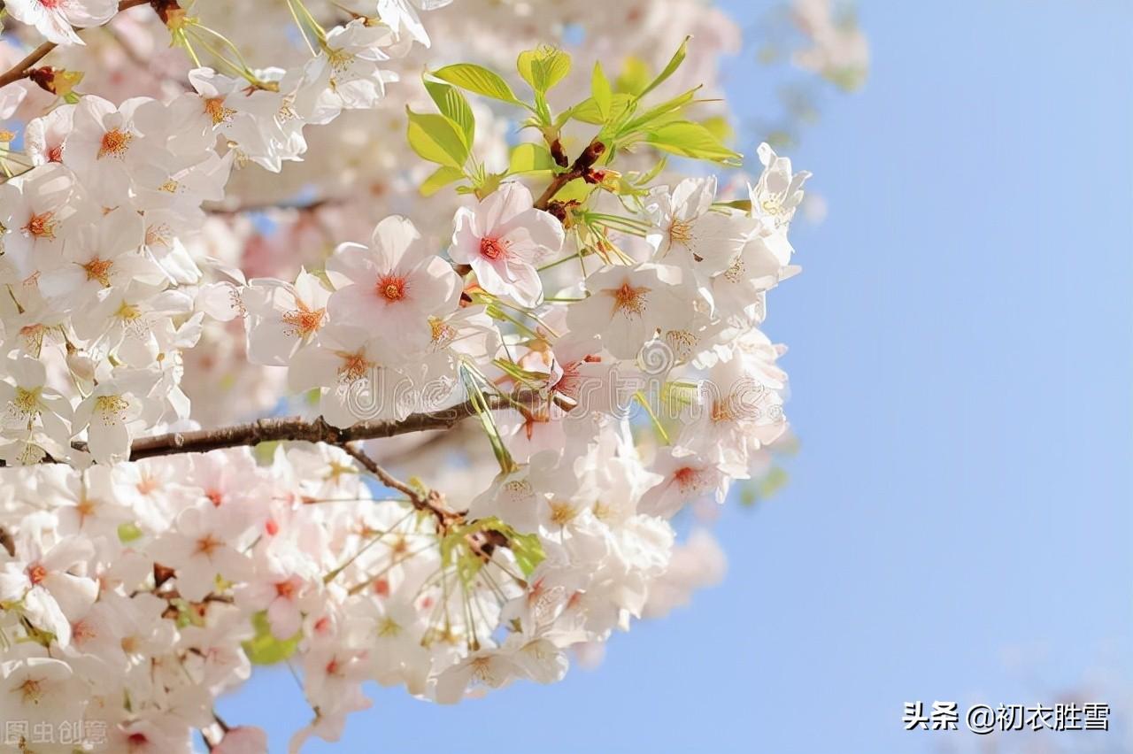 樱花古诗词鉴赏（樱花古诗词九首赏读）