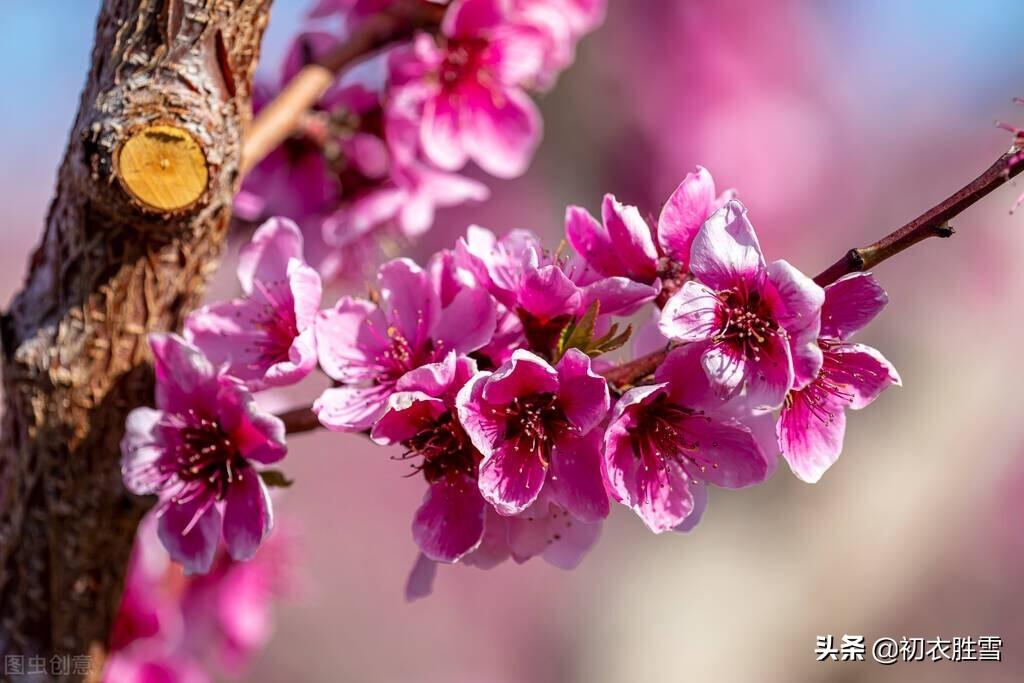 桃花的经典古诗词（韦庄桃花诗词三首）