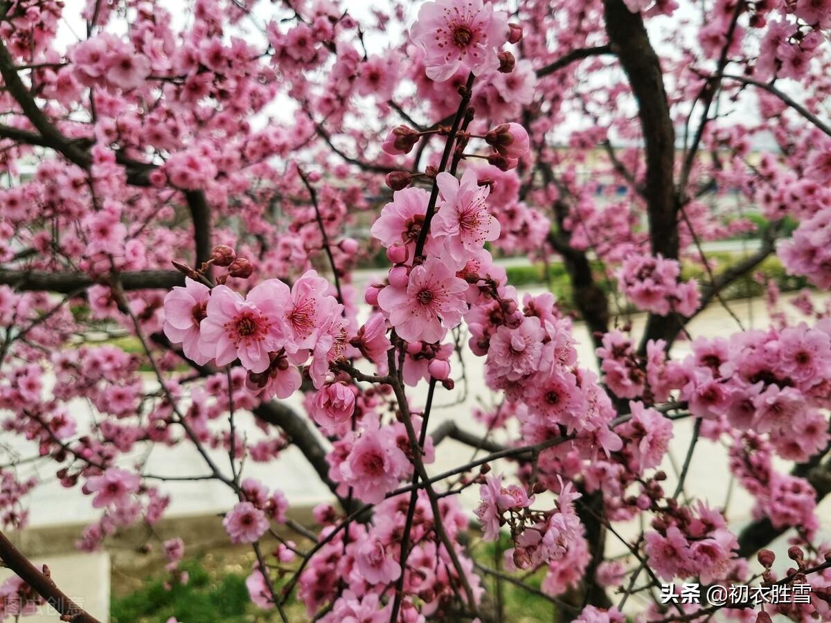 桃花经典古诗词有哪些（苏曼殊三首桃花诗赏读）